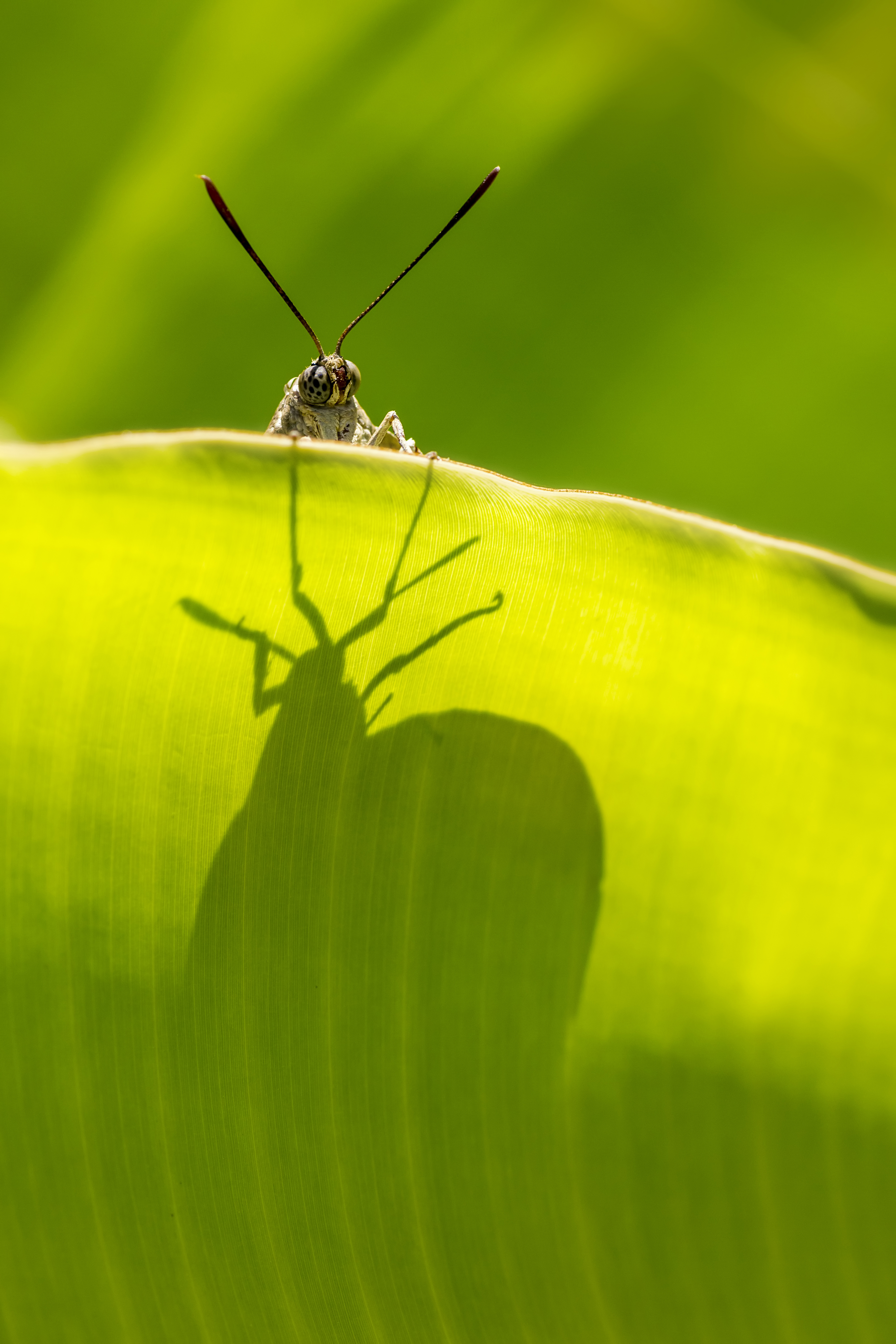 Oruga perforadora de las palmeras