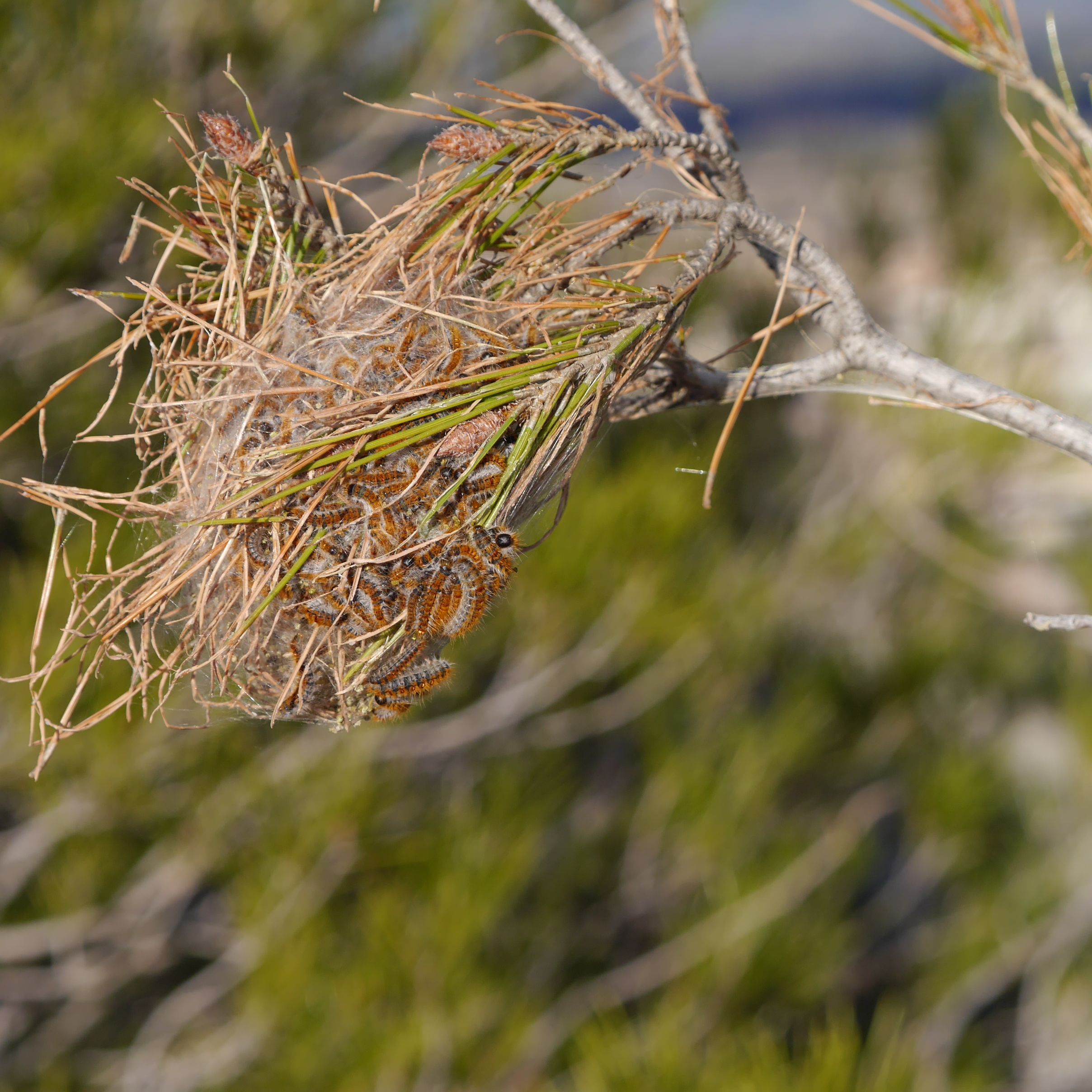 Procesionaria del pino