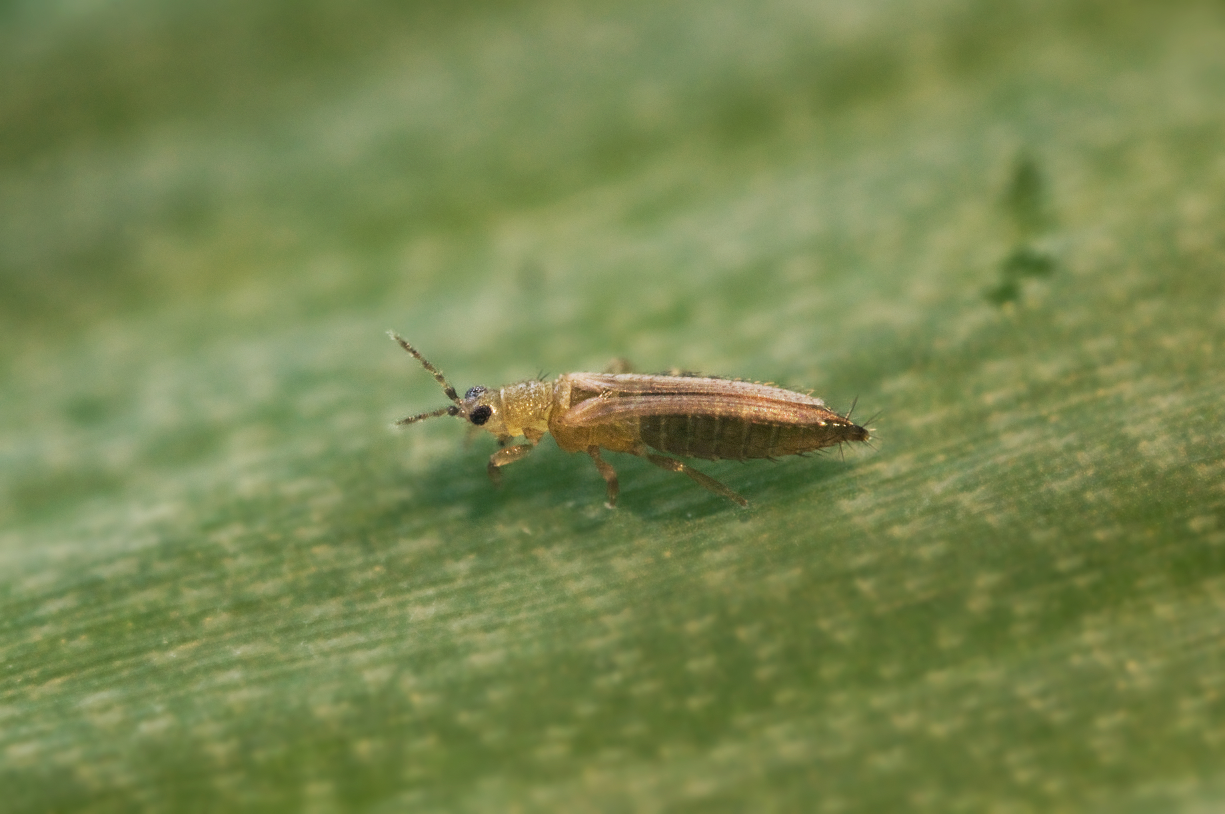 Female Onion thrips Thrips tabaci