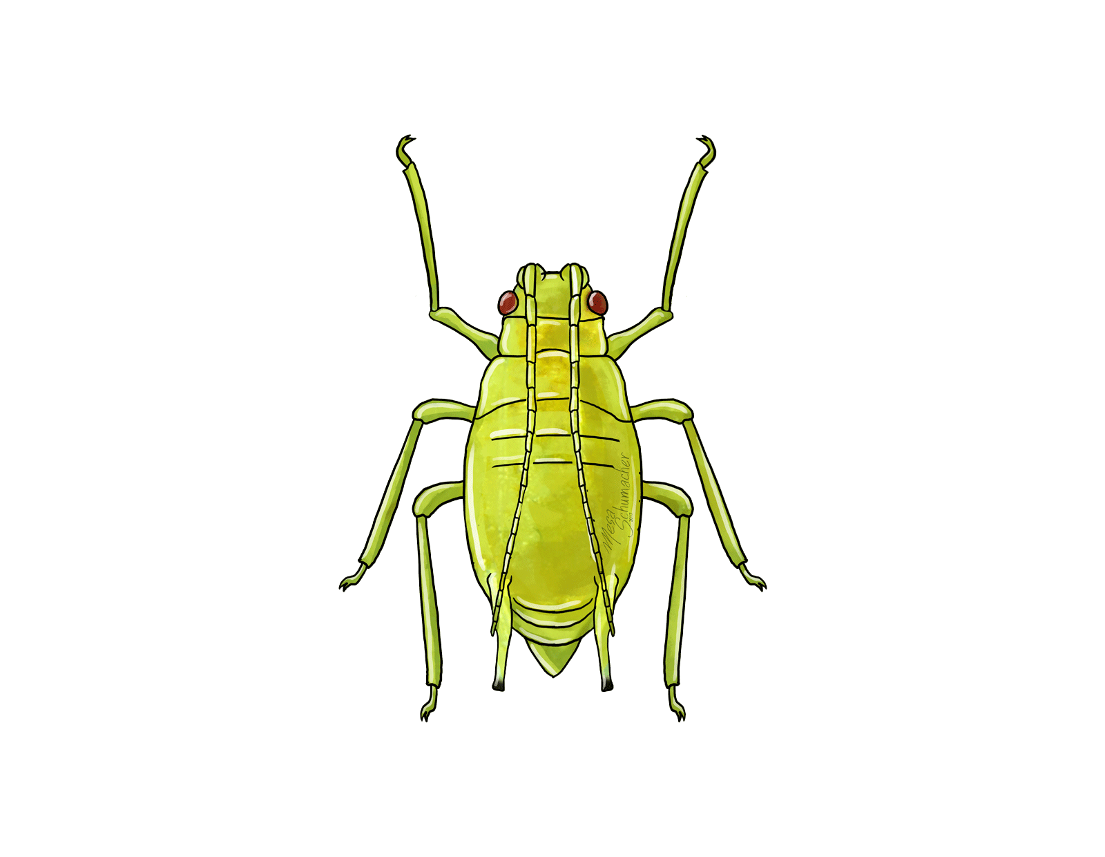 Green peach aphid Myzus persicae illustration of Adult stage