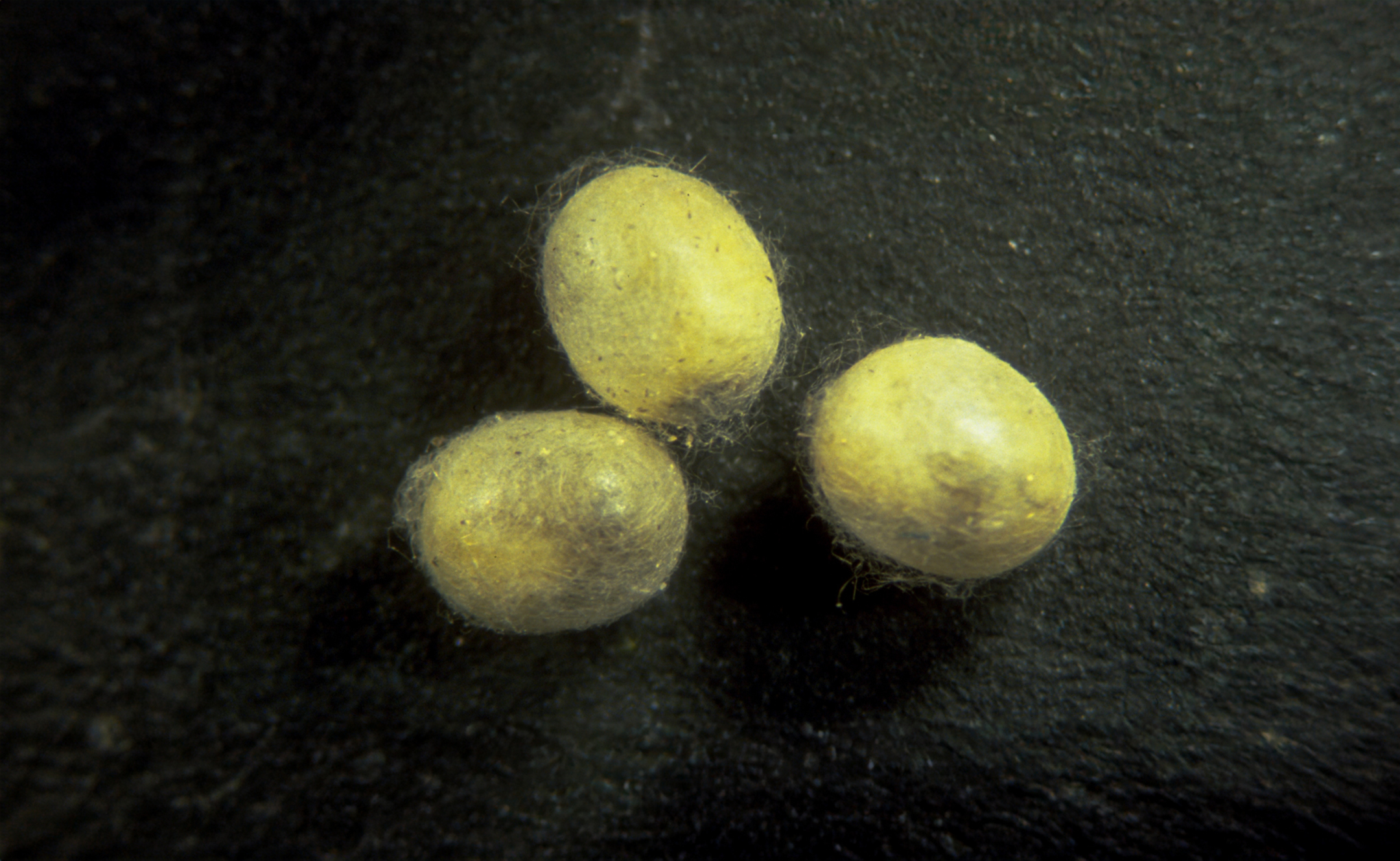 Estado pupal de Chrysoperla carnea