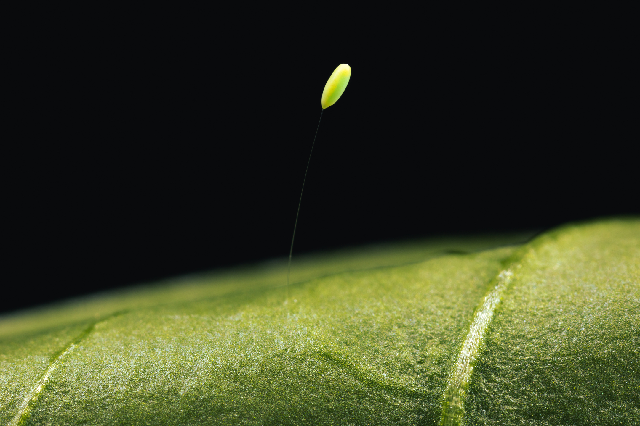 Chrysoperla carnea fase Del Huevo