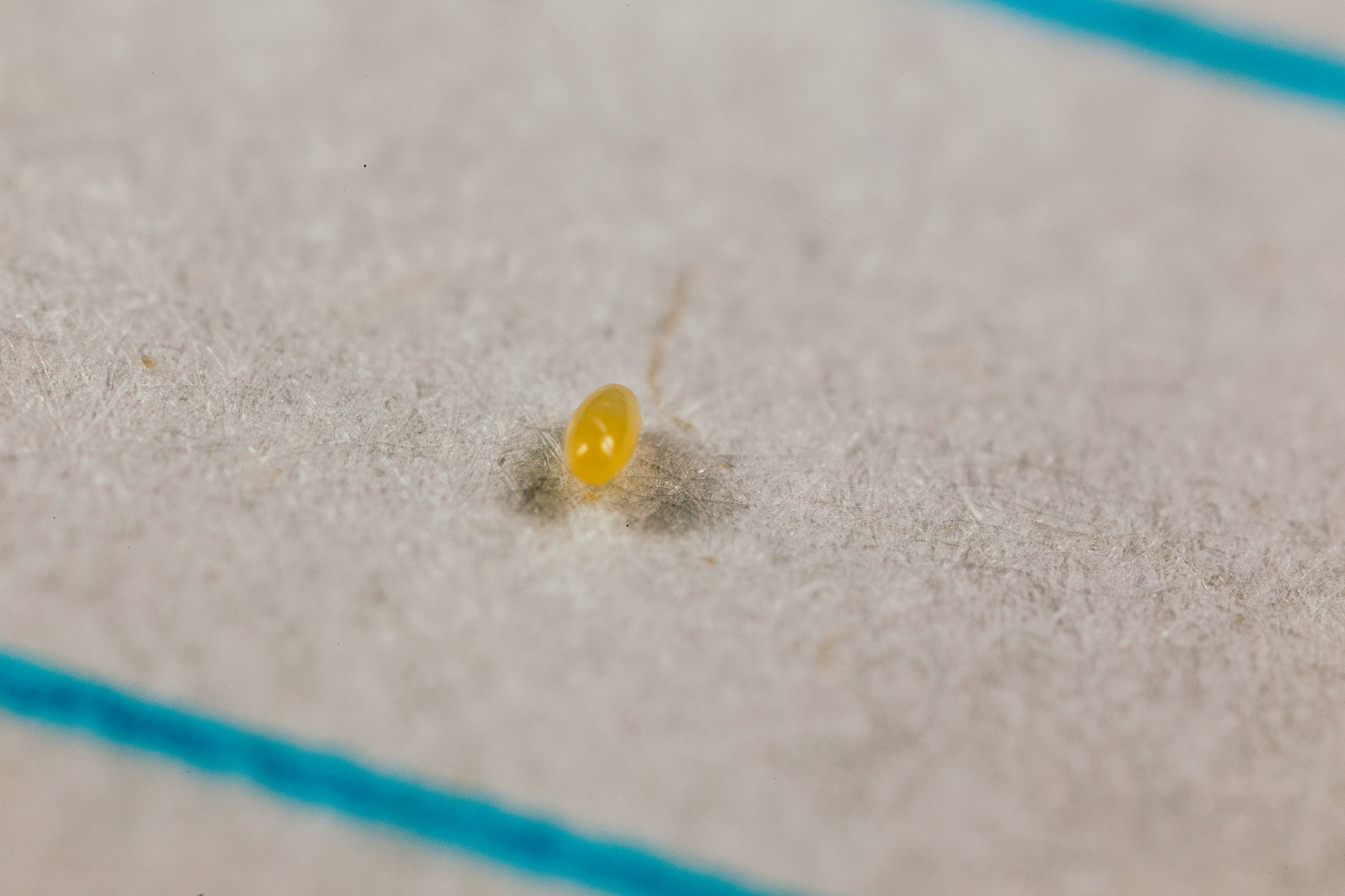 Crypolaemus montrouzeri fase Del Huevo