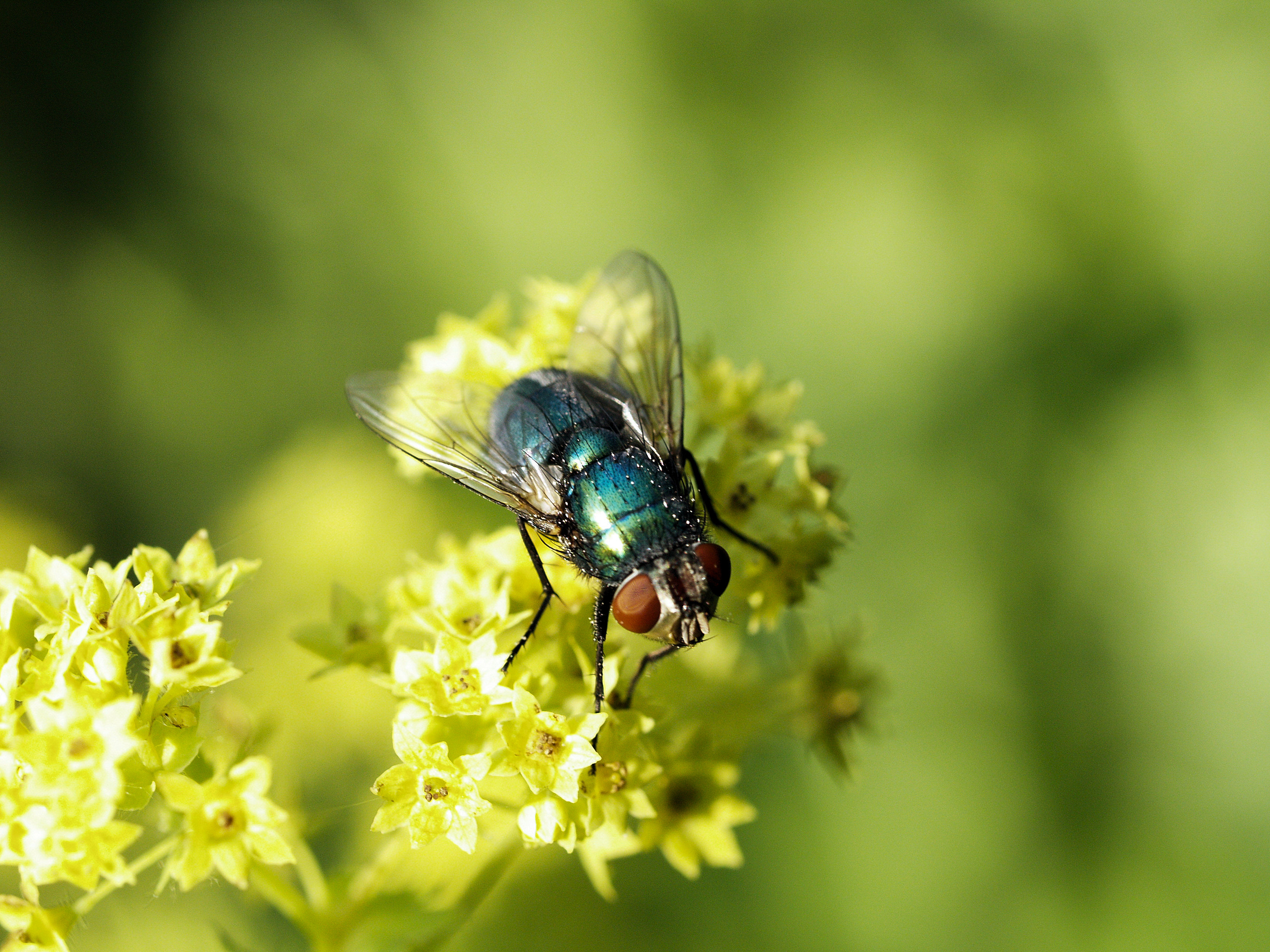 Lista de control de polinización Natupol Fly